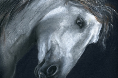 CAVALLO1