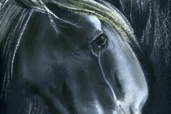 CAVALLO2