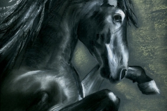 CAVALLO3