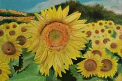 girasoli